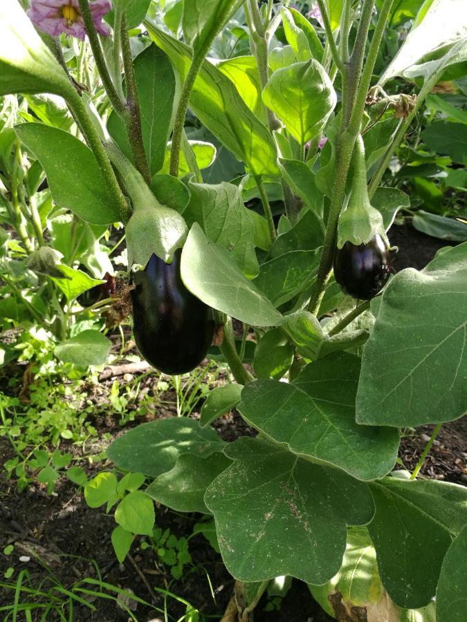 Green Vagon, Farm B&B Rooms For Rent Hjørring Εξωτερικό φωτογραφία